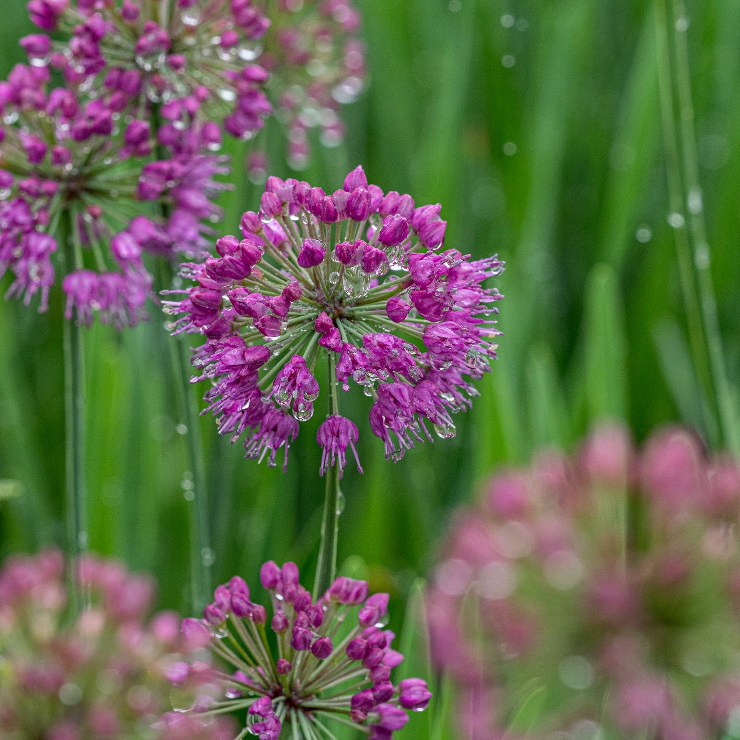 Allium 'Lavender Bubbles'