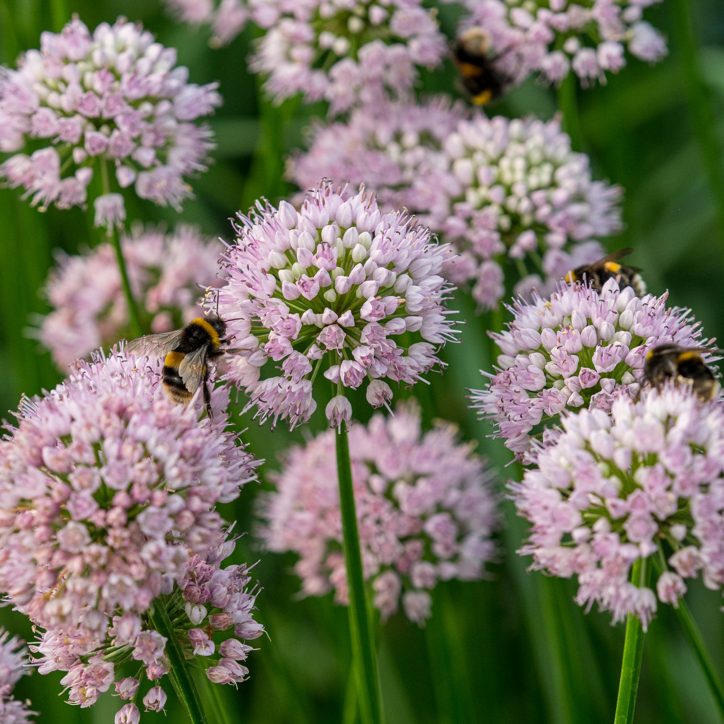 Allium lusitanicum