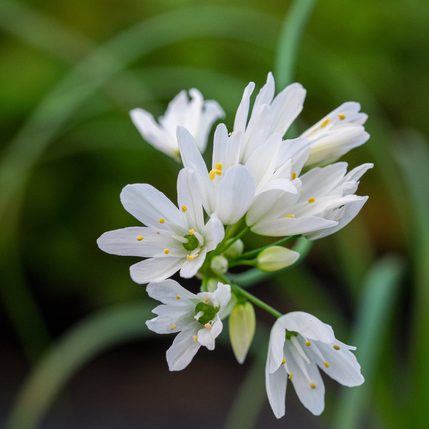 Allium zebdanense