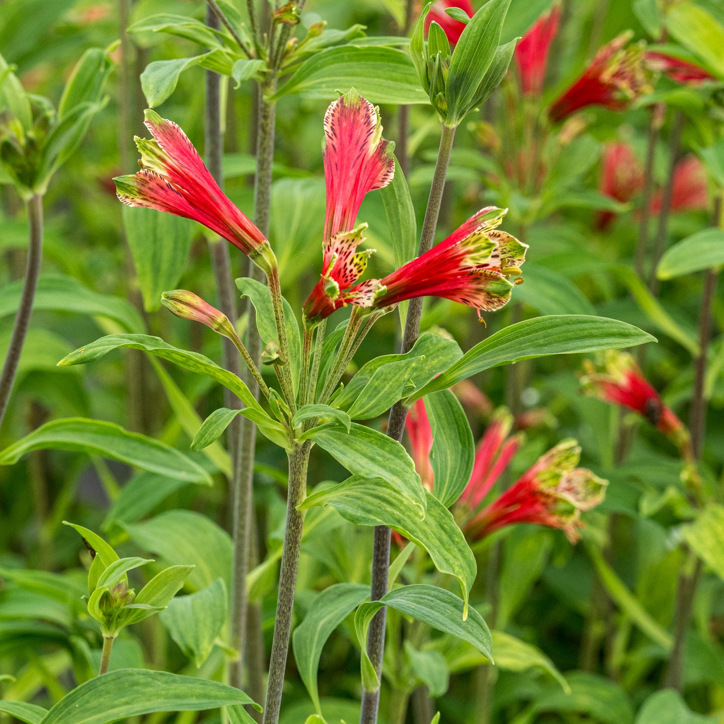 Alstroemeria psittacina - Hardy's Cottage Garden Plants