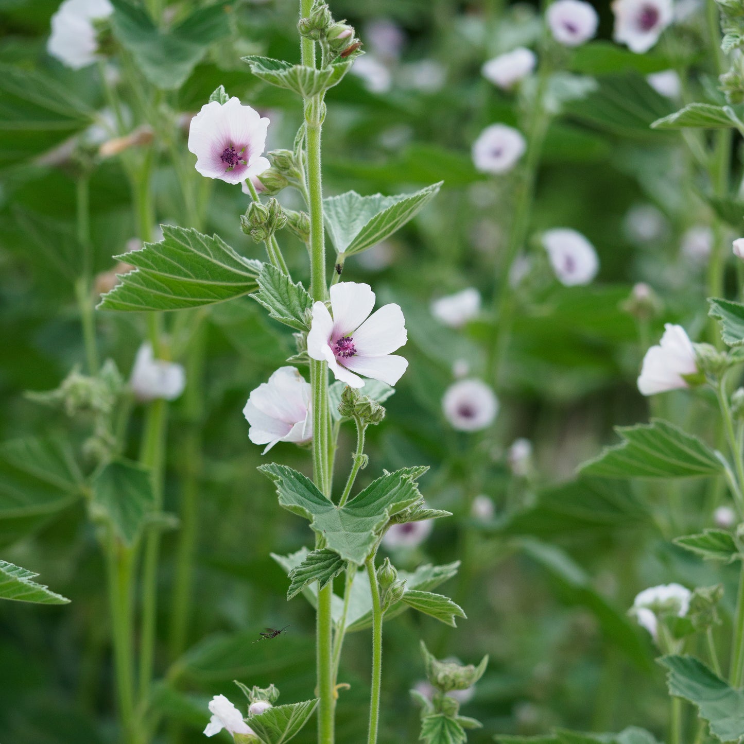 Althaea officinalis