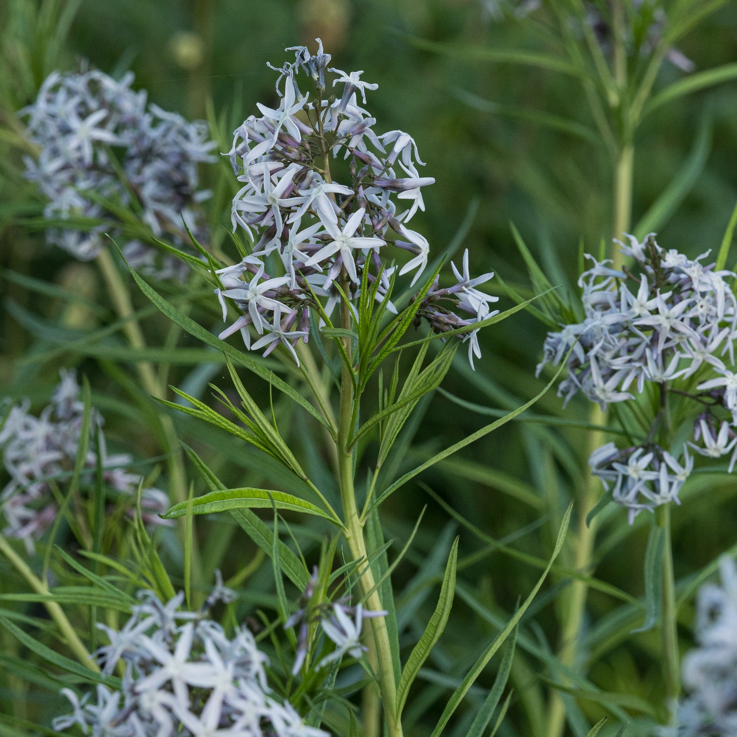 Amsonia 'Ernst Pagels' - Hardy's Cottage Garden Plants