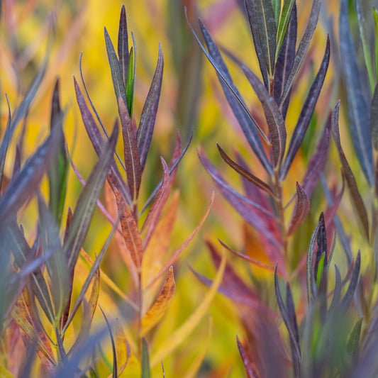 Amsonia orientalis - Hardy's Cottage Garden Plants