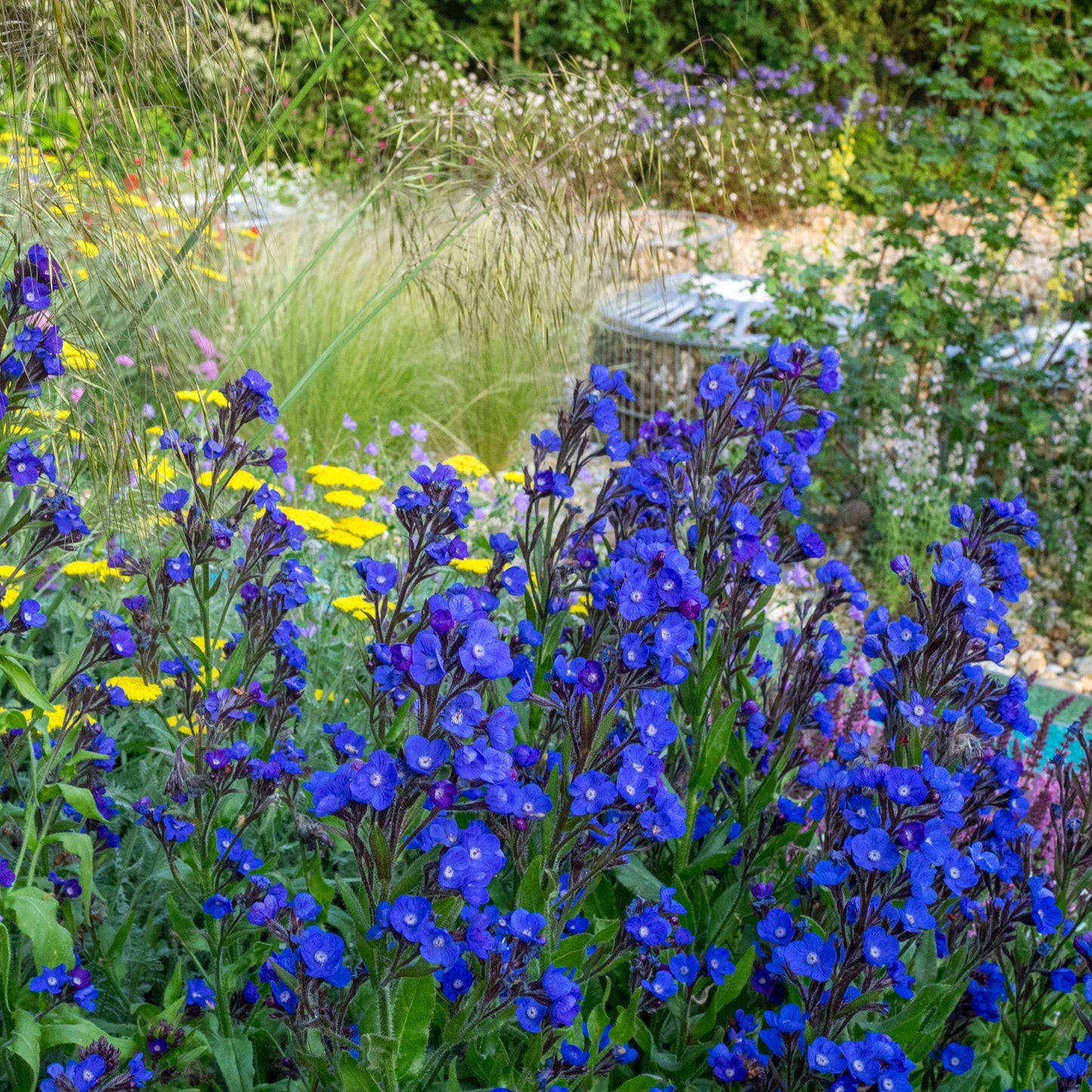 Anchusa azurea 'Loddon Royalist'