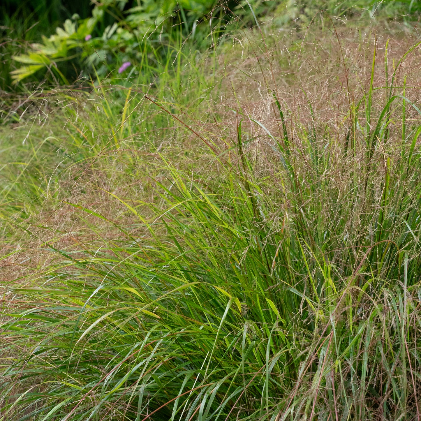 Anemanthele lessoniana