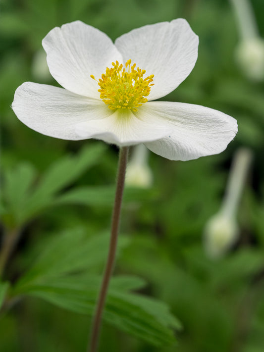 Anemone sylvestris - Hardy's Cottage Garden Plants