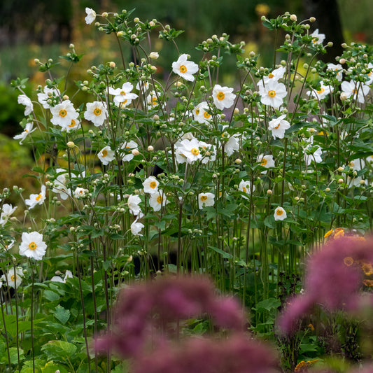 Anemone x hybrida 'Honorine Jobert' - Hardy's Cottage Garden Plants