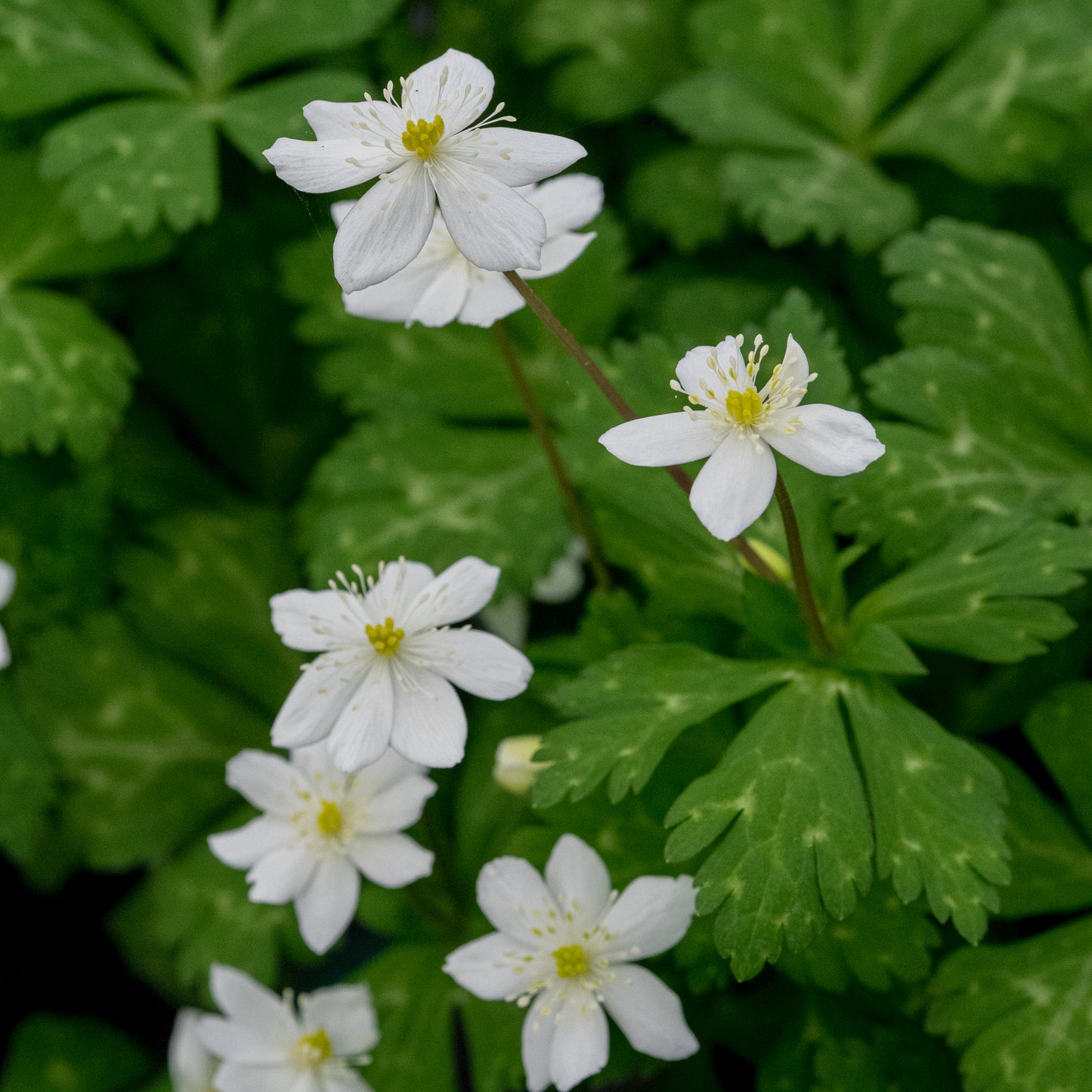 Anemone flaccida