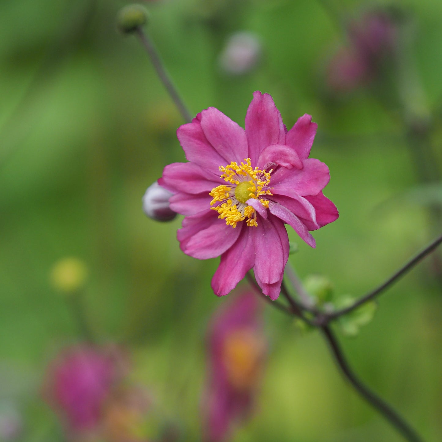 Anemone hupehensis japonica 'Pamina'
