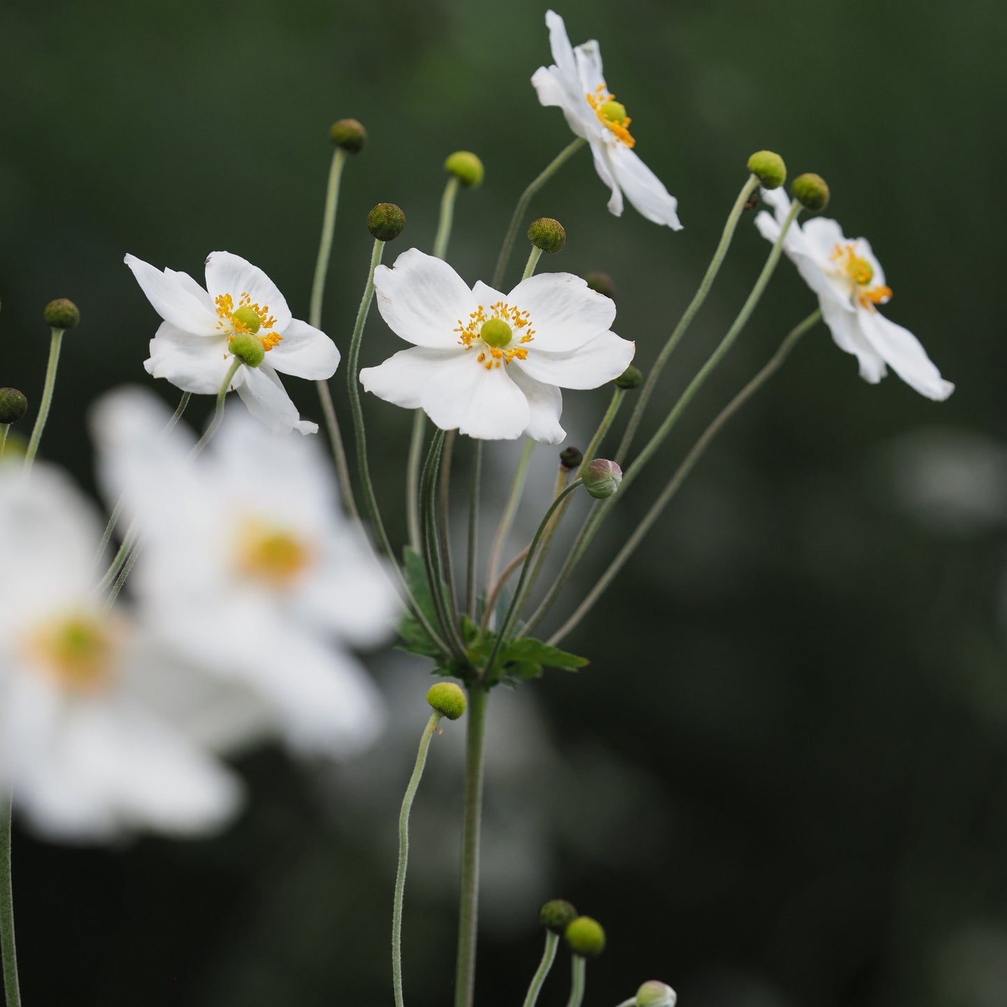 Anemone x hybrida 'Andrea Atkinson' - Hardy's Cottage Garden Plants