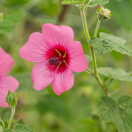 Anisodontea 'El Rayo' - Hardy's Cottage Garden Plants