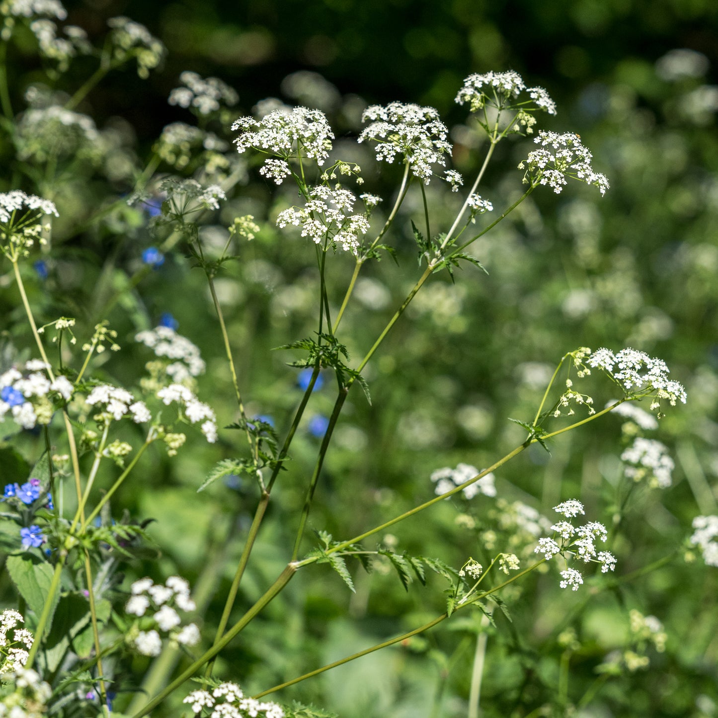 Anthriscus sylvestris - Hardy's Cottage Garden Plants