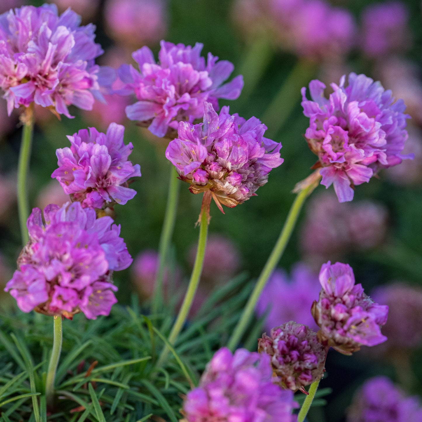 Armeria caespitosa 'Bevan's Variety' - Hardy's Cottage Garden Plants