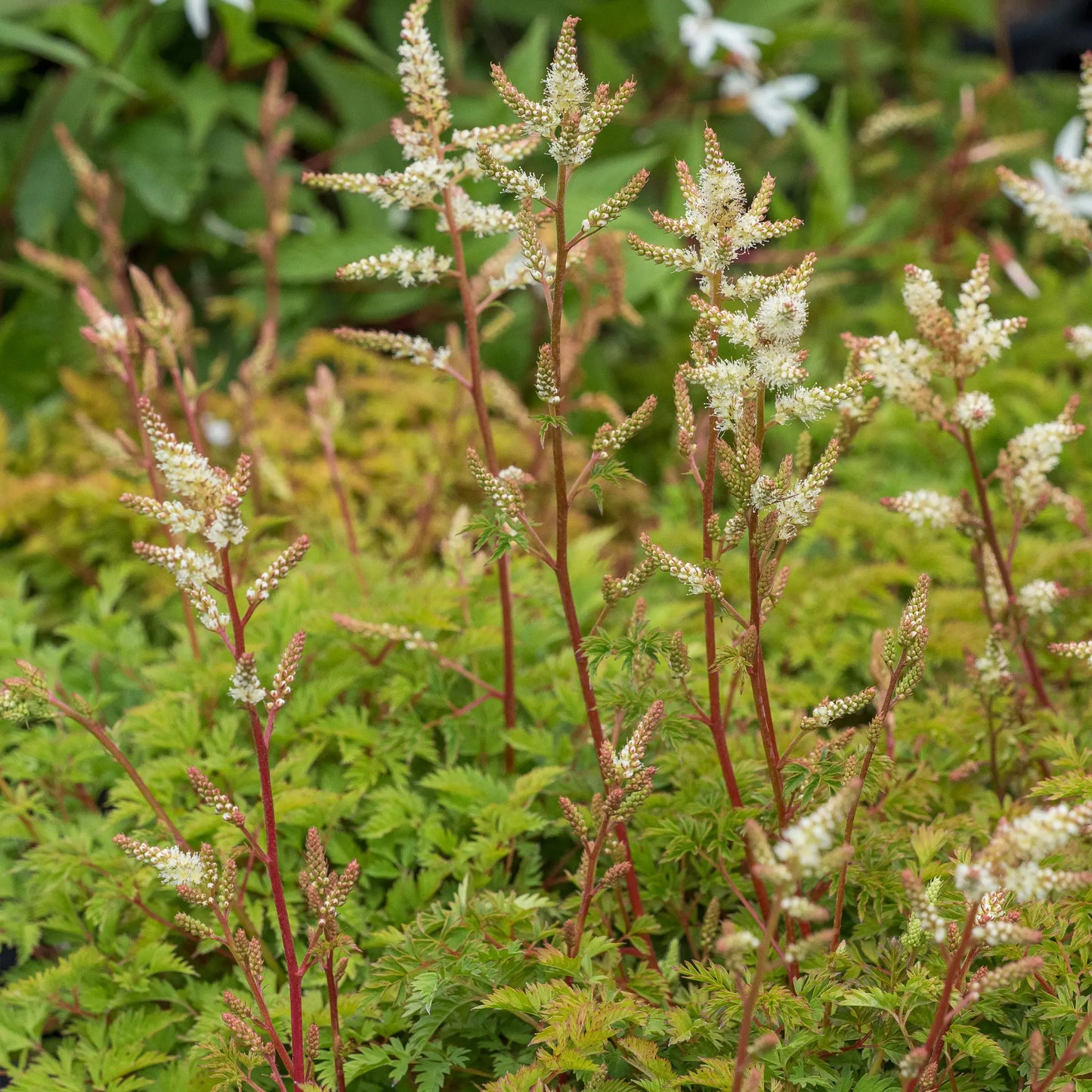 Aruncus aethusifolius — arching plumes of creamy-white flowers on red stems above a neat mound of finely divided filigree foliage