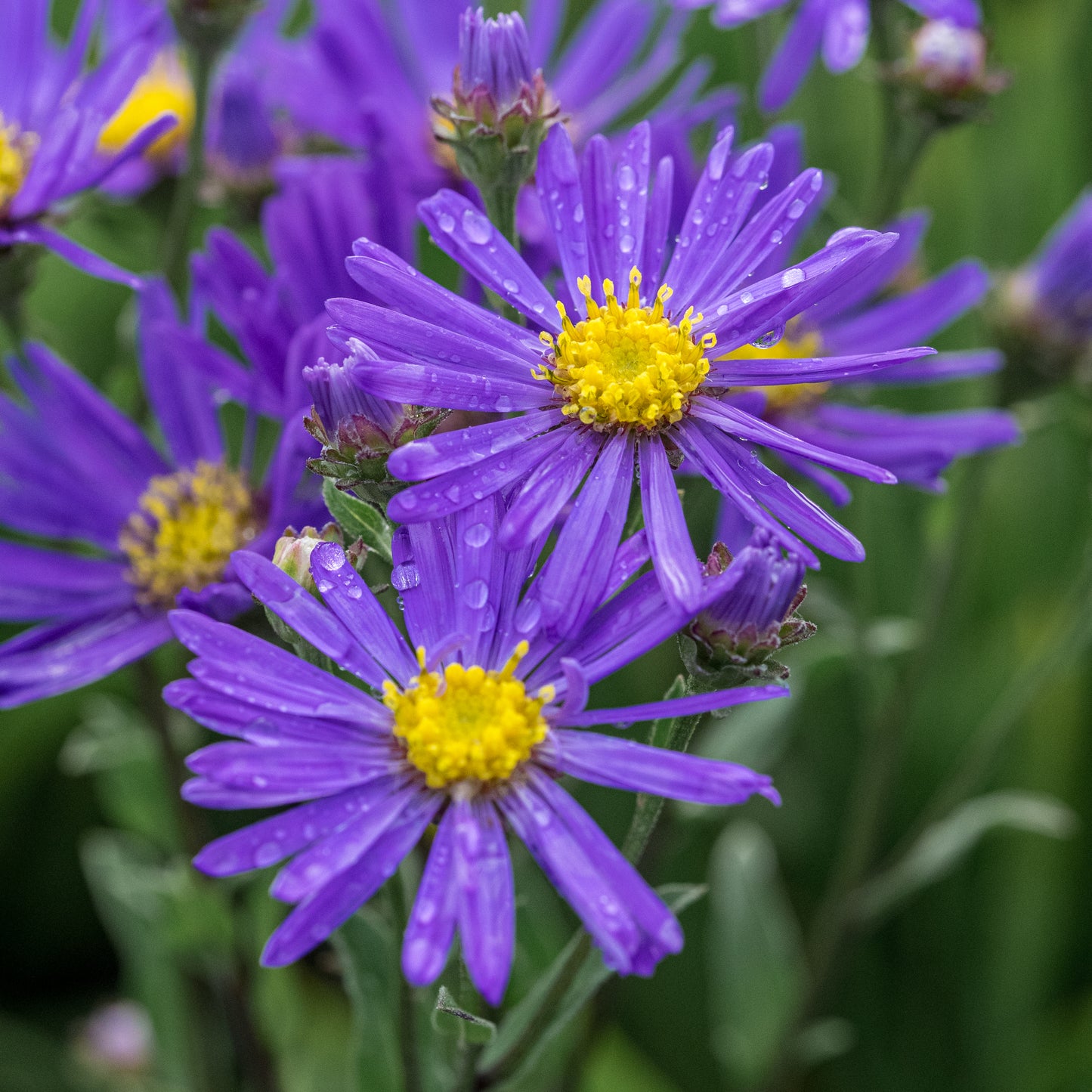 Aster amellus 'Veilchenkönigin' - Hardy's Cottage Garden Plants