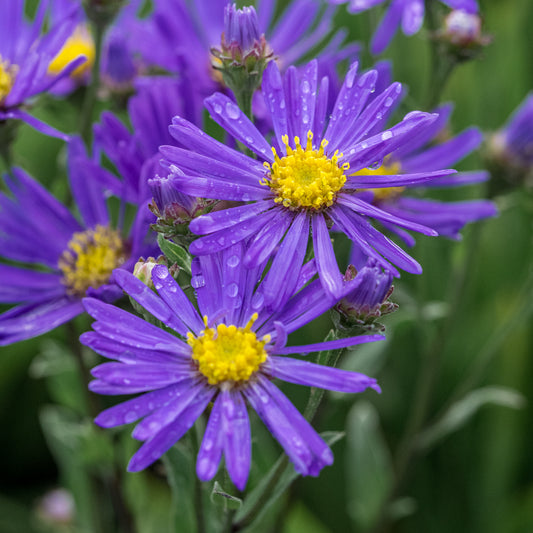 Aster amellus 'Veilchenkönigin' - Hardy's Cottage Garden Plants