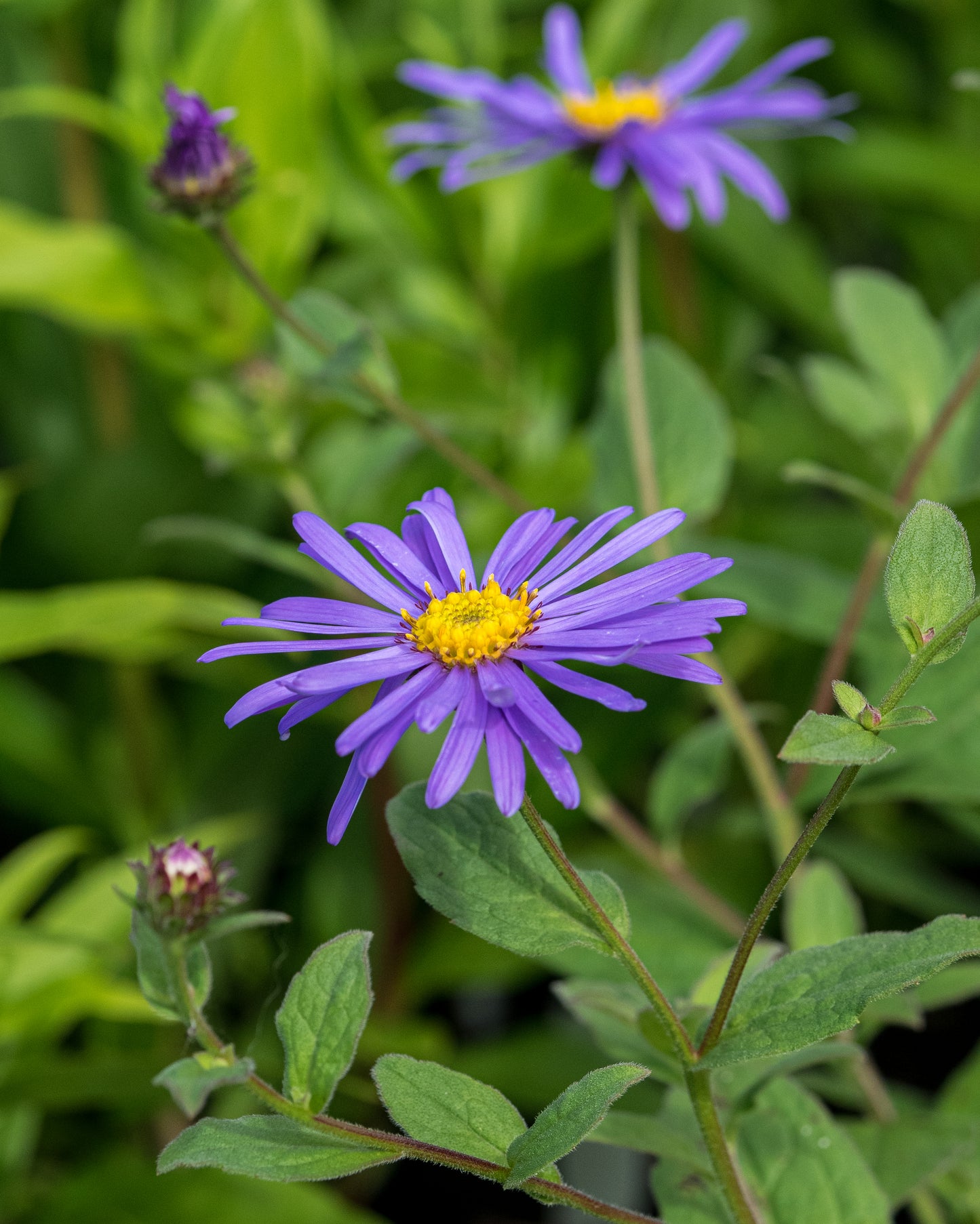 Aster frikartii 'Mönch'