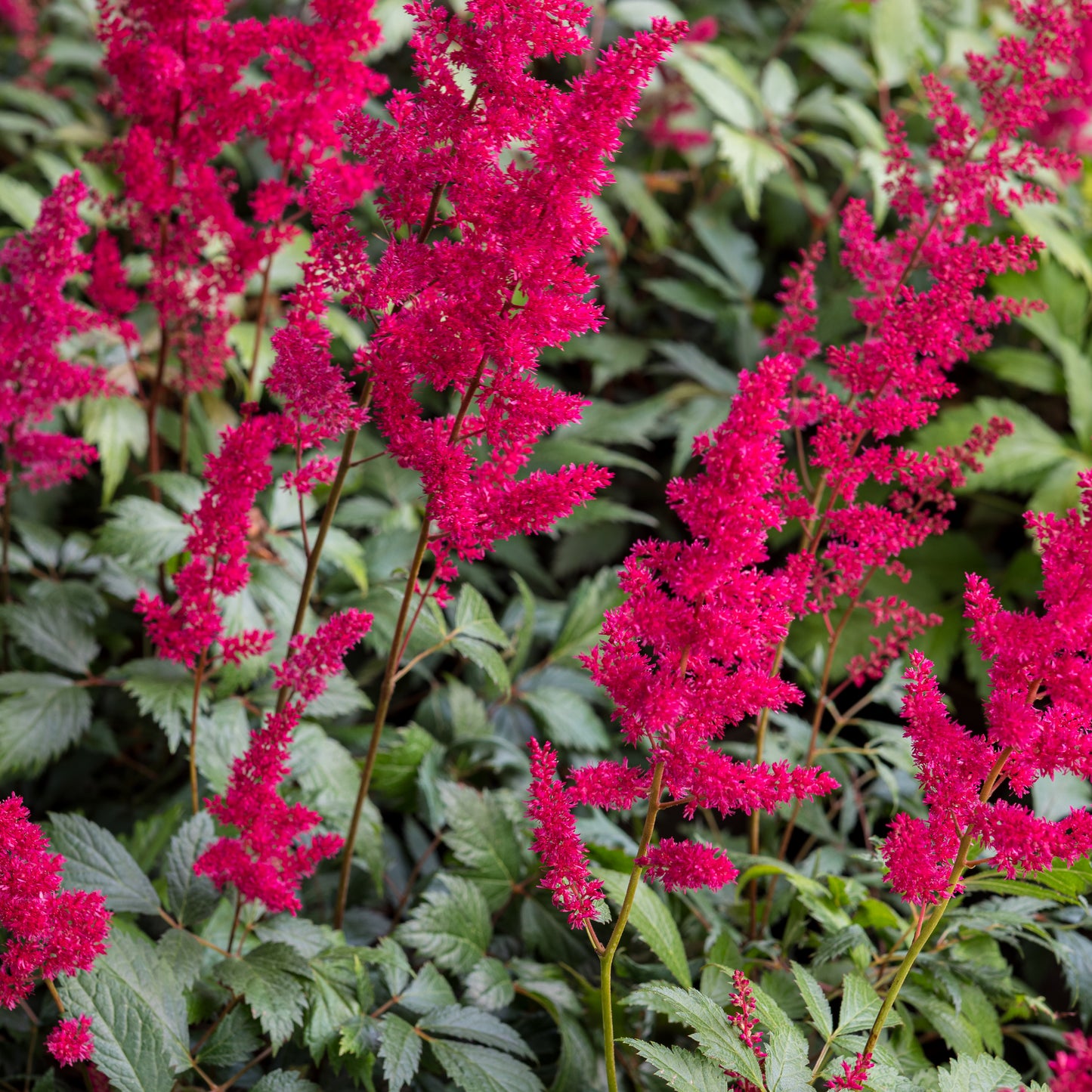 Astilbe 'Fanal' (x arendsii)