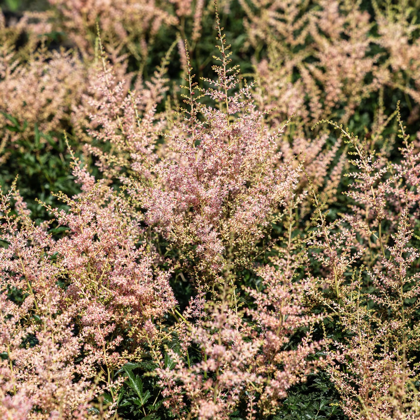 Astilbe 'Hennie Graafland' – fluffy pale pink plumes above finely divided dark green foliage
