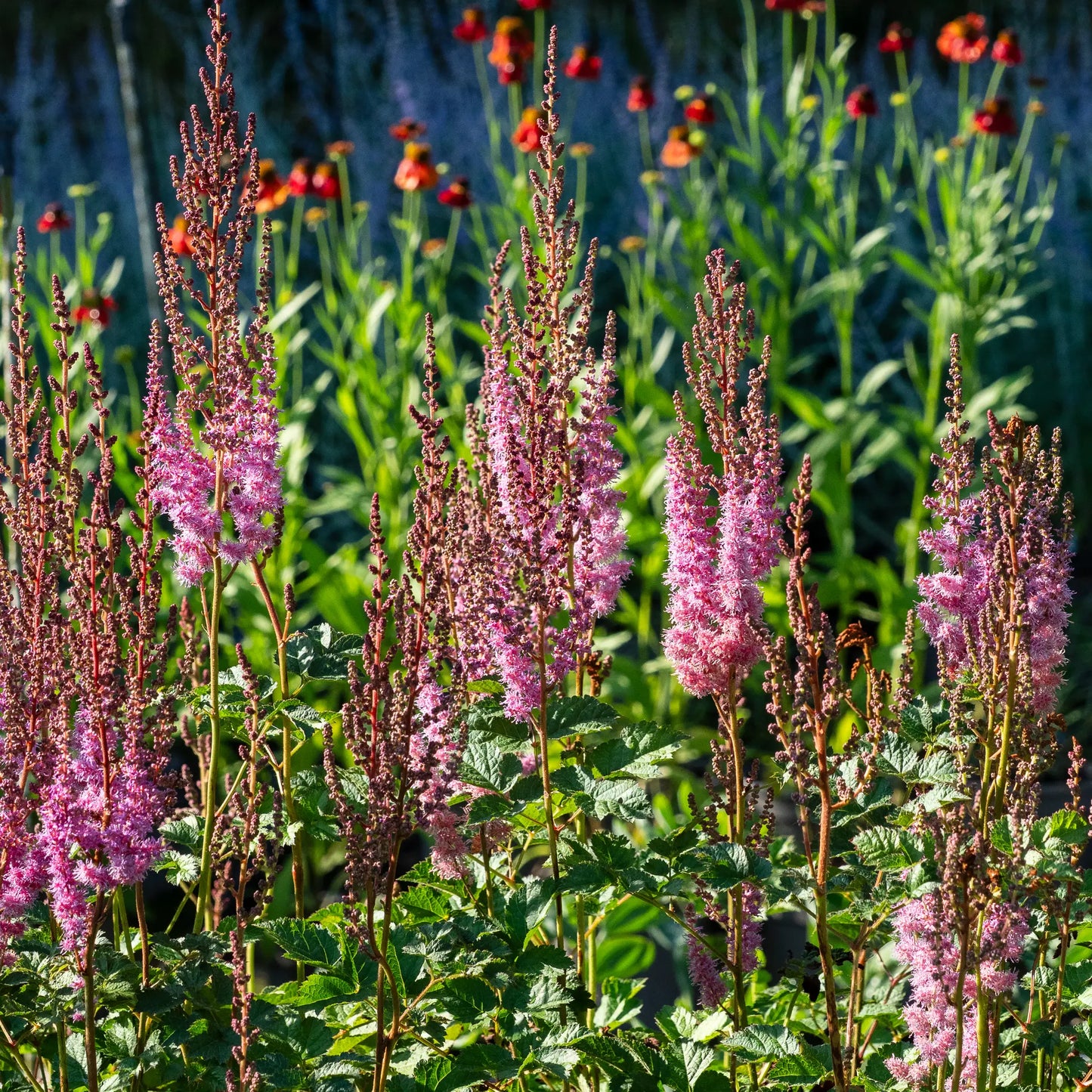 Astilbe chinensis var. taquetii 'Purpurlanze' — tall narrow panicles of purplish-pink flowers above mid-green foliage in a late-summer border
