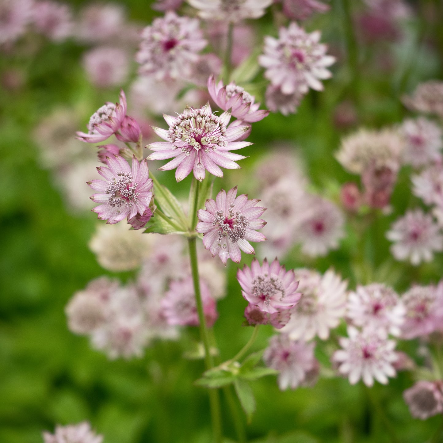 Astrantia major var. rosea - Hardy's Cottage Garden Plants