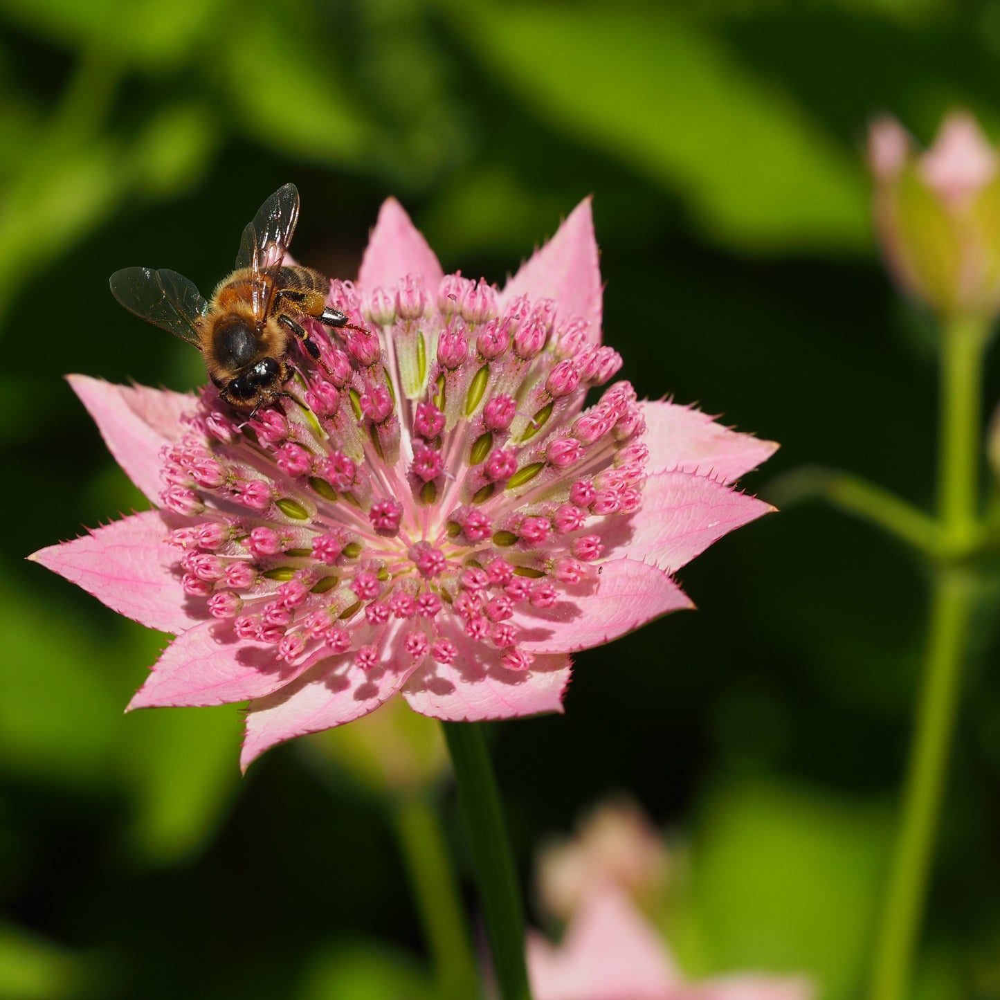 Astrantia maxima