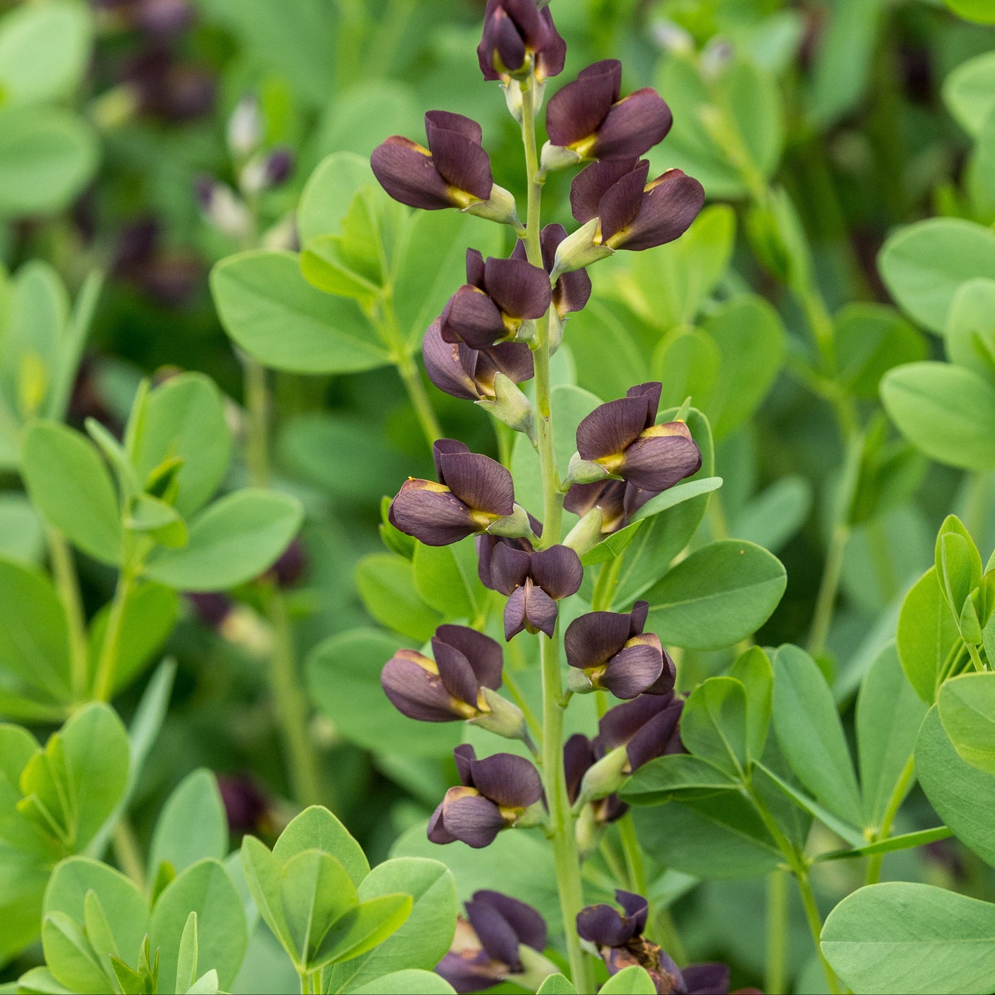 Baptisia 'Dutch Chocolate' (Decadence Series) - Hardy's Cottage Garden Plants