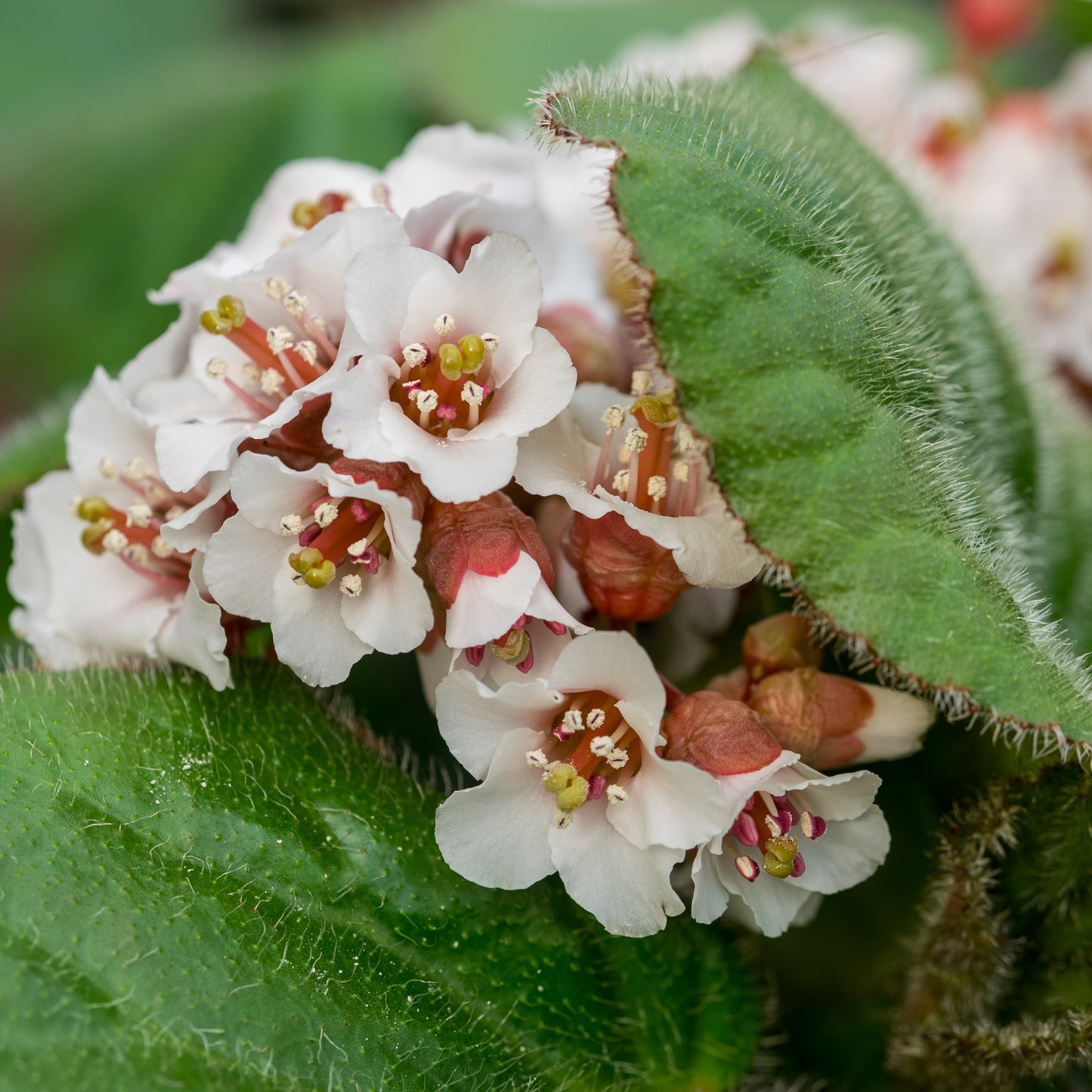 Bergenia ciliata - Hardy's Cottage Garden Plants