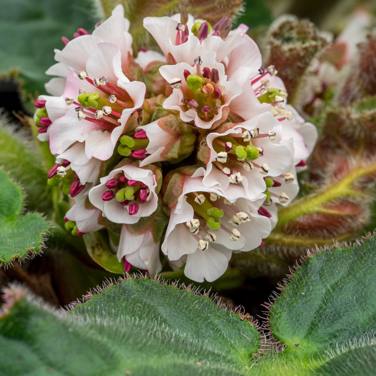 Bergenia ciliata 'Wilton'