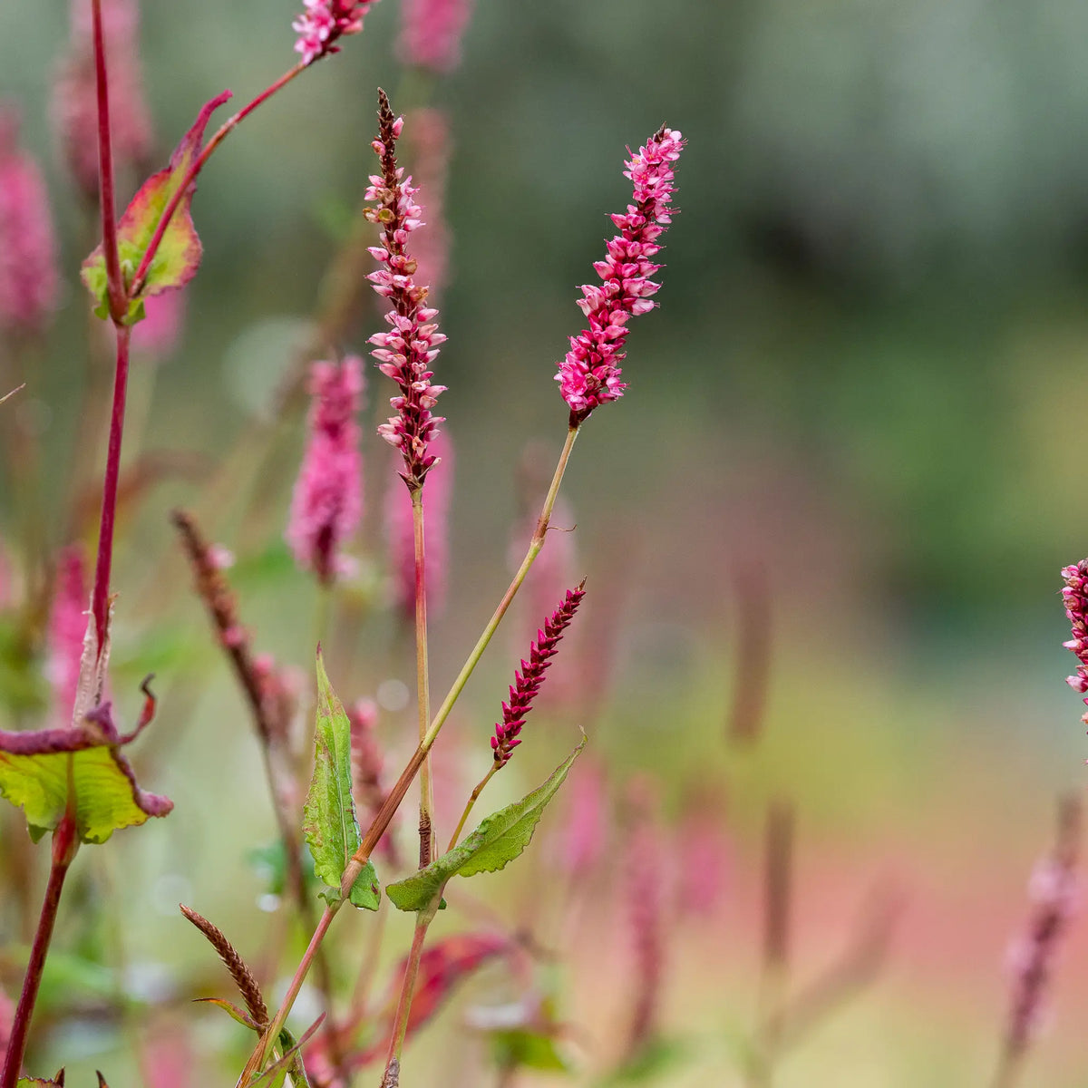 Bistorta amplexicaulis 'Elworthy Candy'