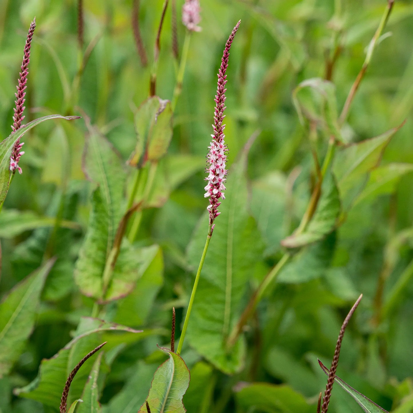 Bistorta amplexicaulis 'Rosea' — slender pink flower spires opening from deep red buds above lance-shaped green foliage