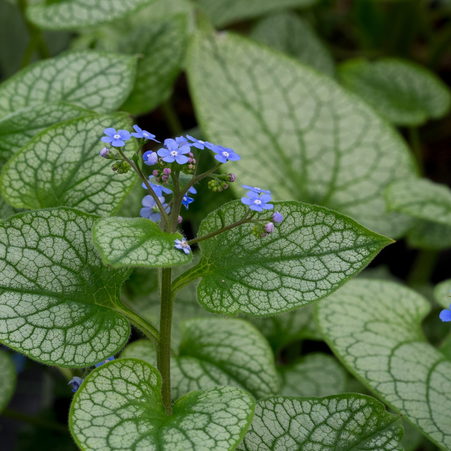 Brunnera macrophylla 'Alexanders Great' PBR
