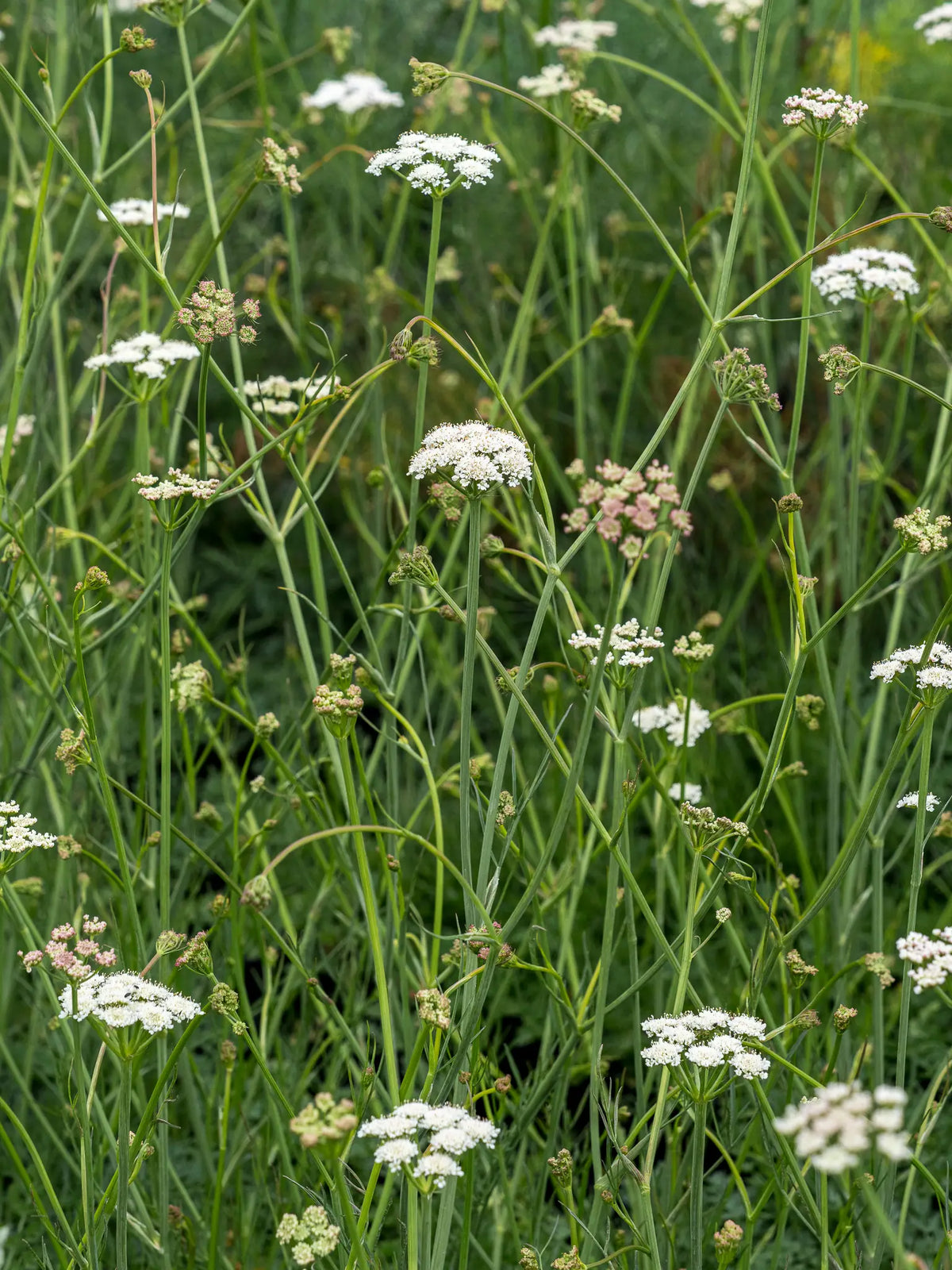 Bunium ferulaceum - Hardy's Cottage Garden Plants