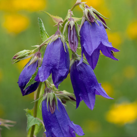 Campanula 'Kent Belle' - Hardy's Cottage Garden Plants