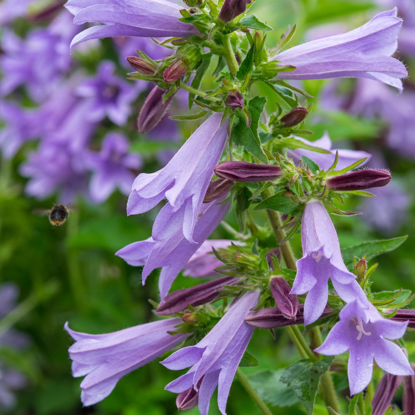 Campanula 'Viking'PBR