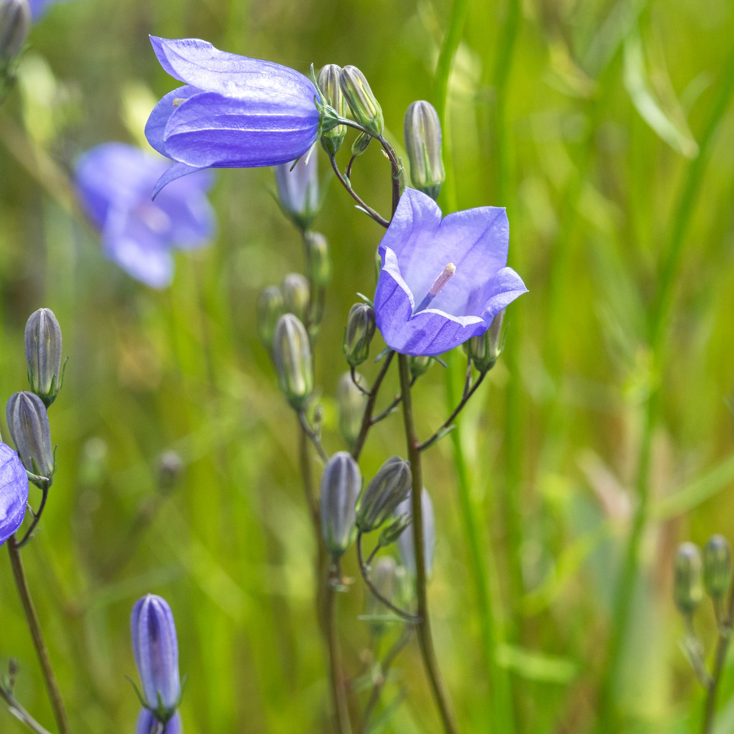 Campanula rotundifolia