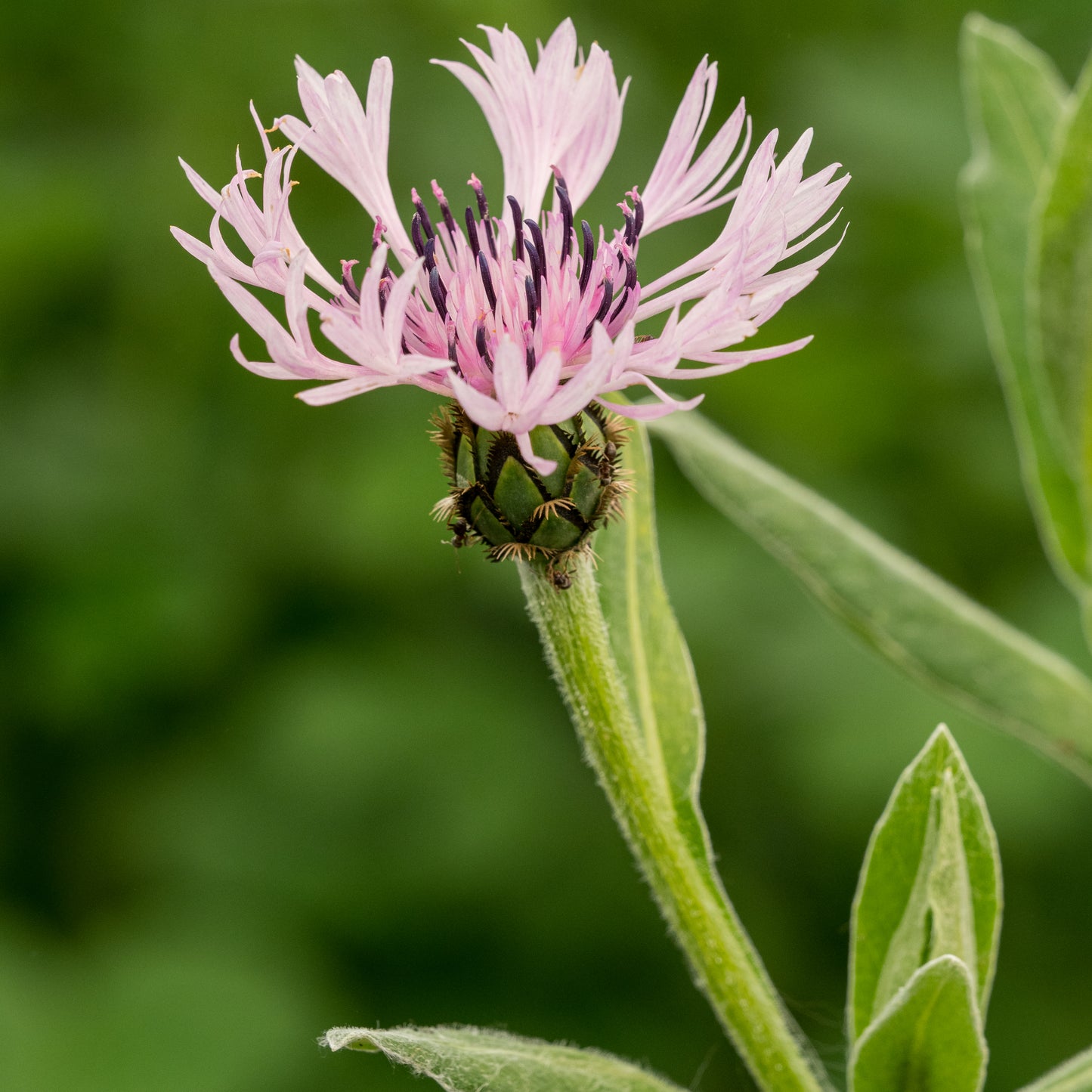 Centaurea montana 'Carnea'