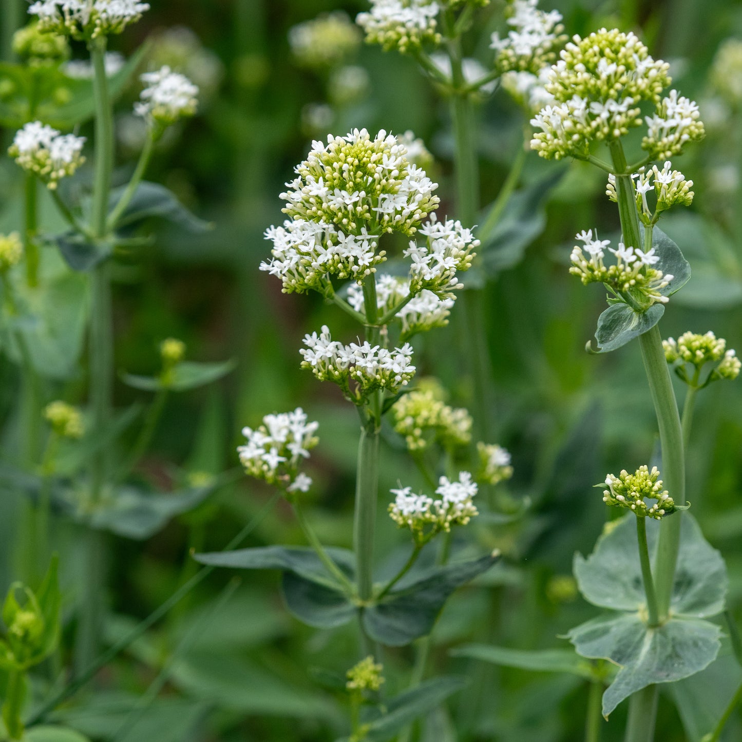 Centranthus ruber 'Albus'
