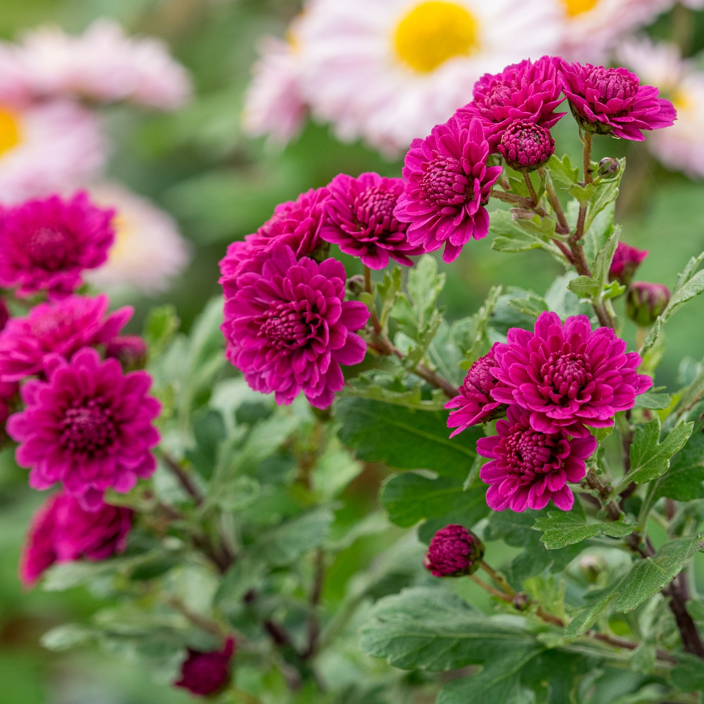 Chrysanthemum ‘Julia Peterson’ - Hardy's Cottage Garden Plants