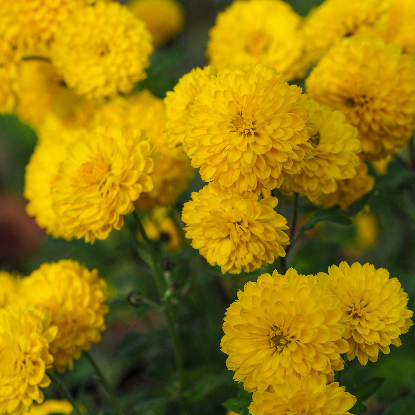 Chrysanthemum 'Yellow Pom Pom' - Hardy's Cottage Garden Plants