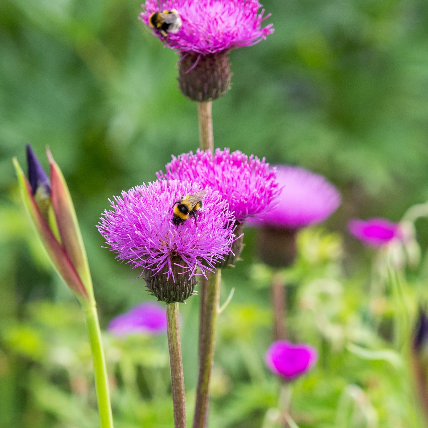 Cirsium heterophyllum - Hardy's Cottage Garden Plants
