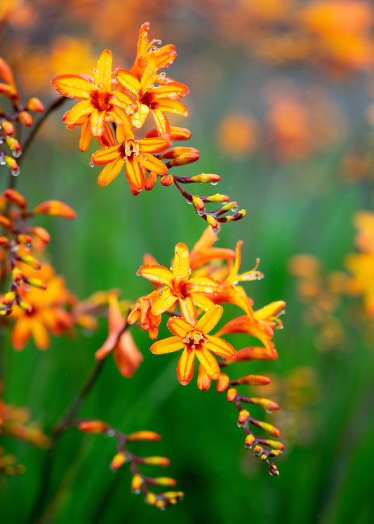 Crocosmia 'Firestars Firestarter' (Firestars Series) - Hardy's Cottage Garden Plants