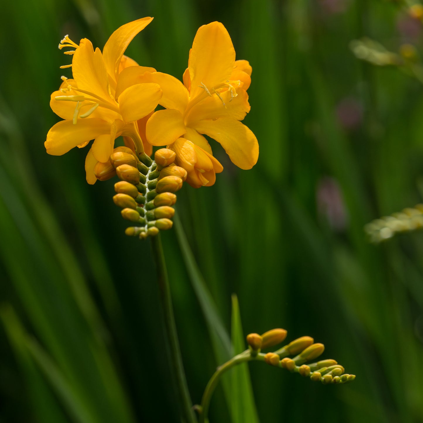 Crocosmia 'Paul's Best Yellow'