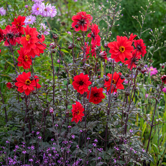 Rosy Hardy talk series: Mid Autumn Flowering Perennials 14 October 2026 - Hardy's Cottage Garden Plants