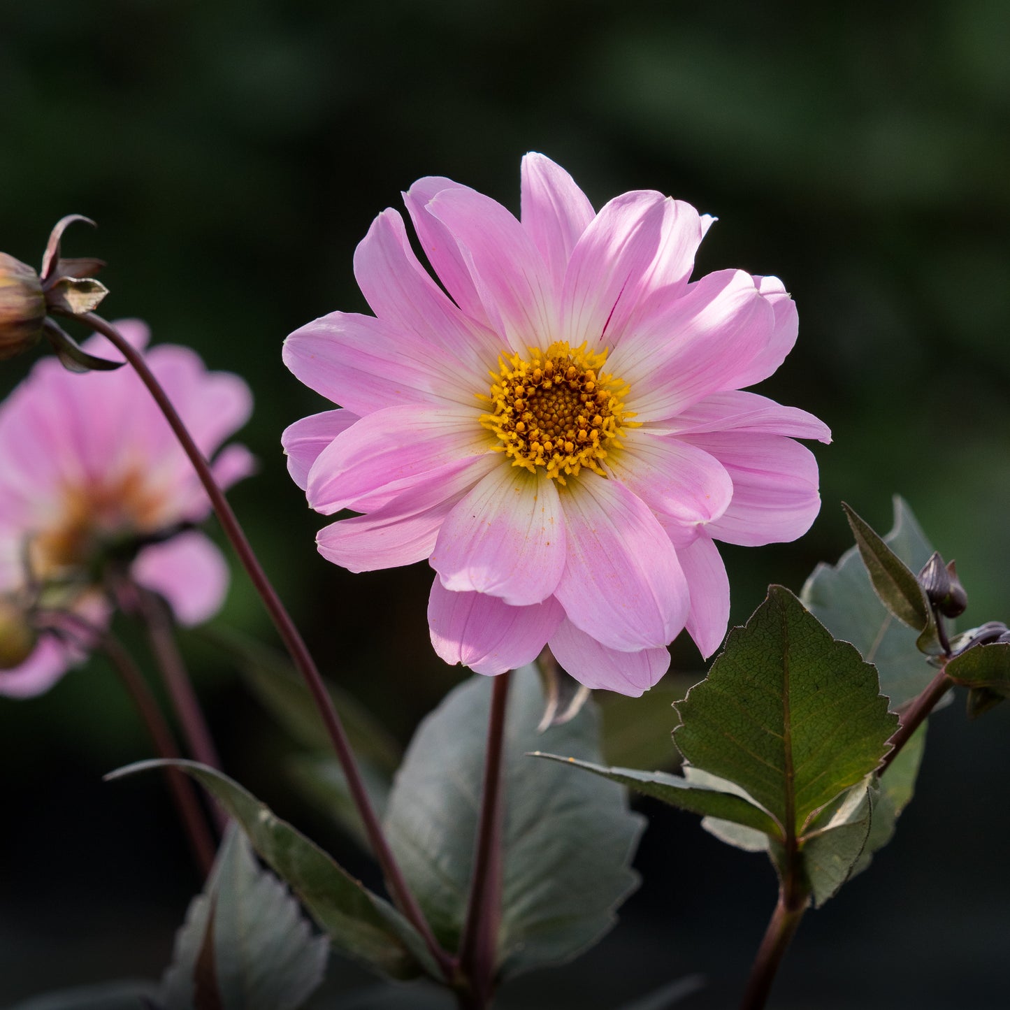Dahlia 'Bishop of Leicester'