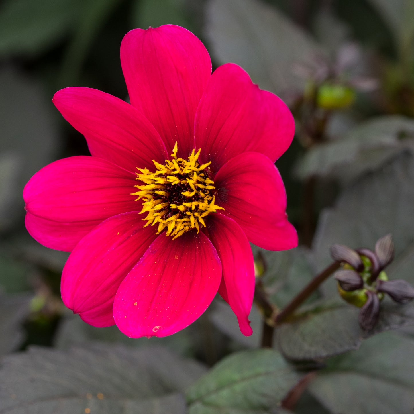 Dahlia 'Haresbrook'