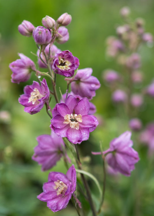 Delphinium Astolat Group - Hardy's Cottage Garden Plants