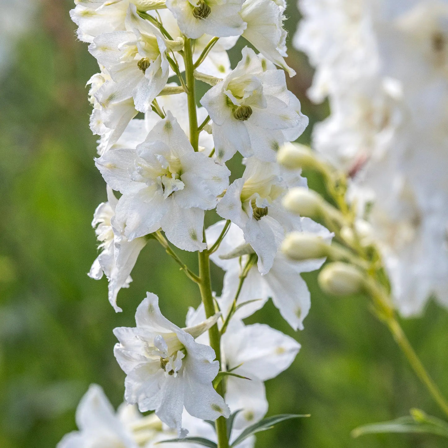 Delphinium Galahad Group tall white flower spikes in a cottage garden border