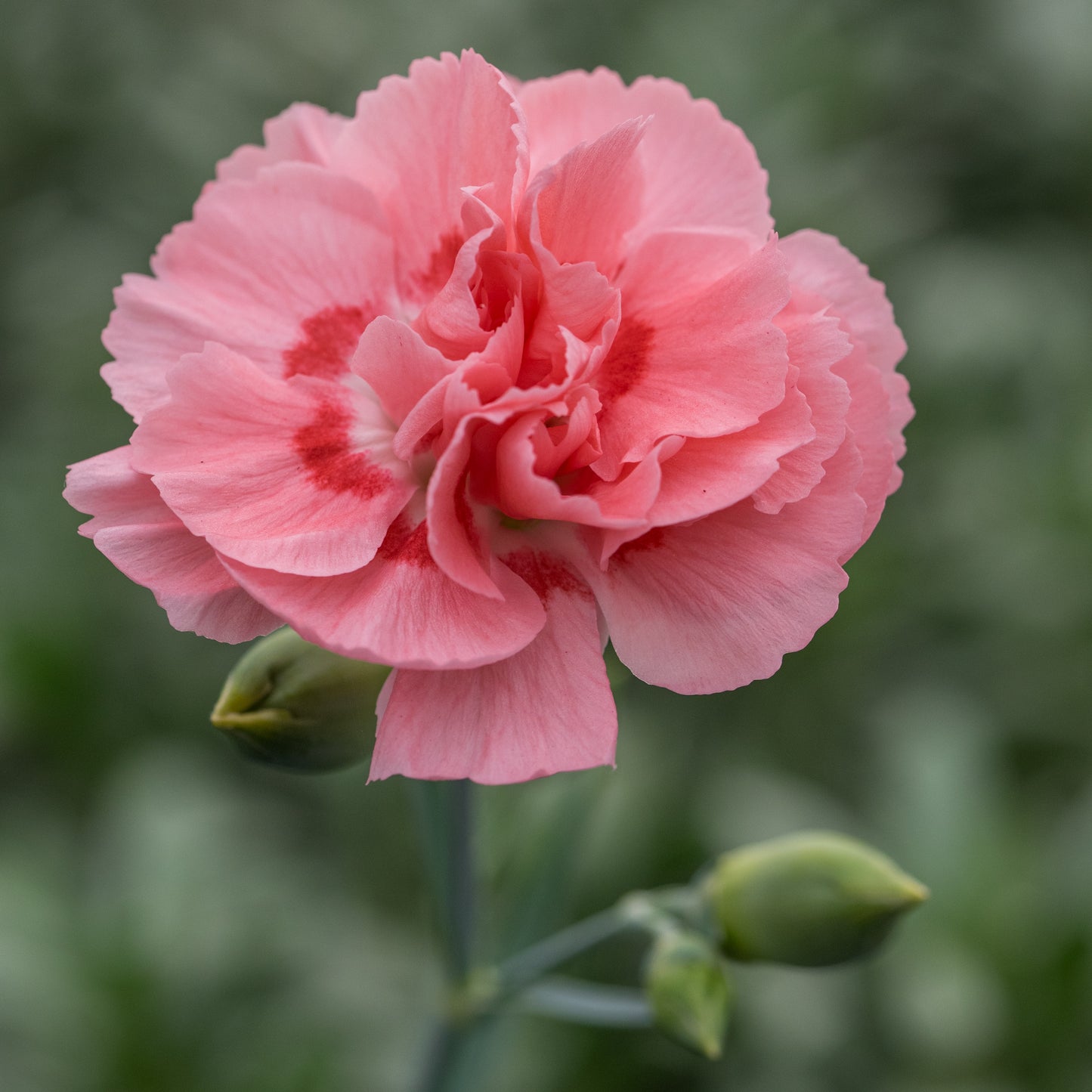 Dianthus (Allwoodii Group) 'Doris' - Hardy's Cottage Garden Plants