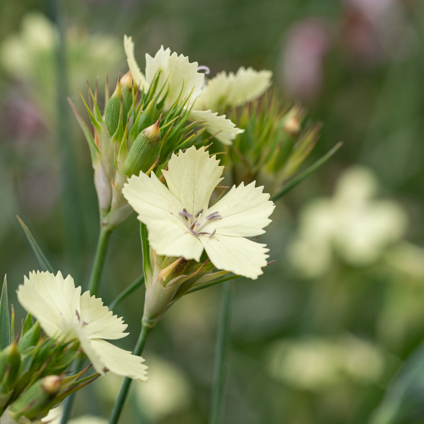 Dianthus knappii